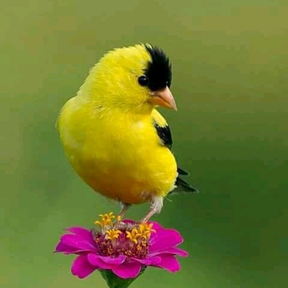 Meet your Posher, Ghislaine - Picture 3 of 5